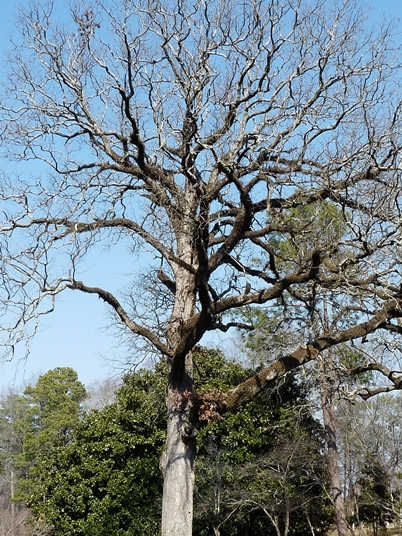 {Quercus stellata}